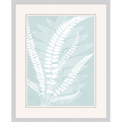 Delicate Fern Assimilation " Delicate Fern Assimilation 2 "
