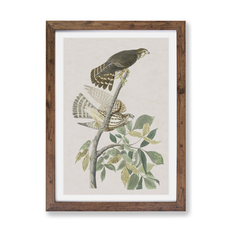 Pigeon Hawks by John Audubon - Single Picture Frame Painting, Walnut, 45cm H x 63cm W x 2cm D