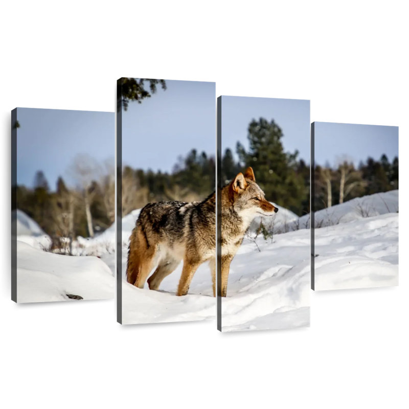 Coyotes des neiges hivernales, H 27 po x l 43 po