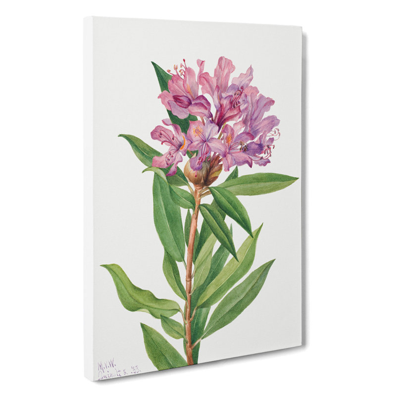 California Rose Bay by Mary Vaux Walcott - Wrapped Canvas Painting, 50cm H x 35cm W x 3cm D