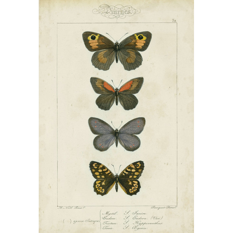 Papillons de pauquet V, H 12 po x l 8 po