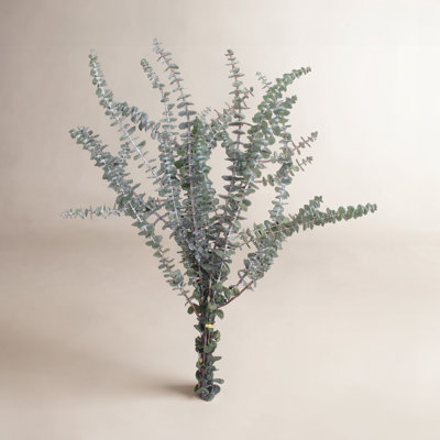 30'' Branch