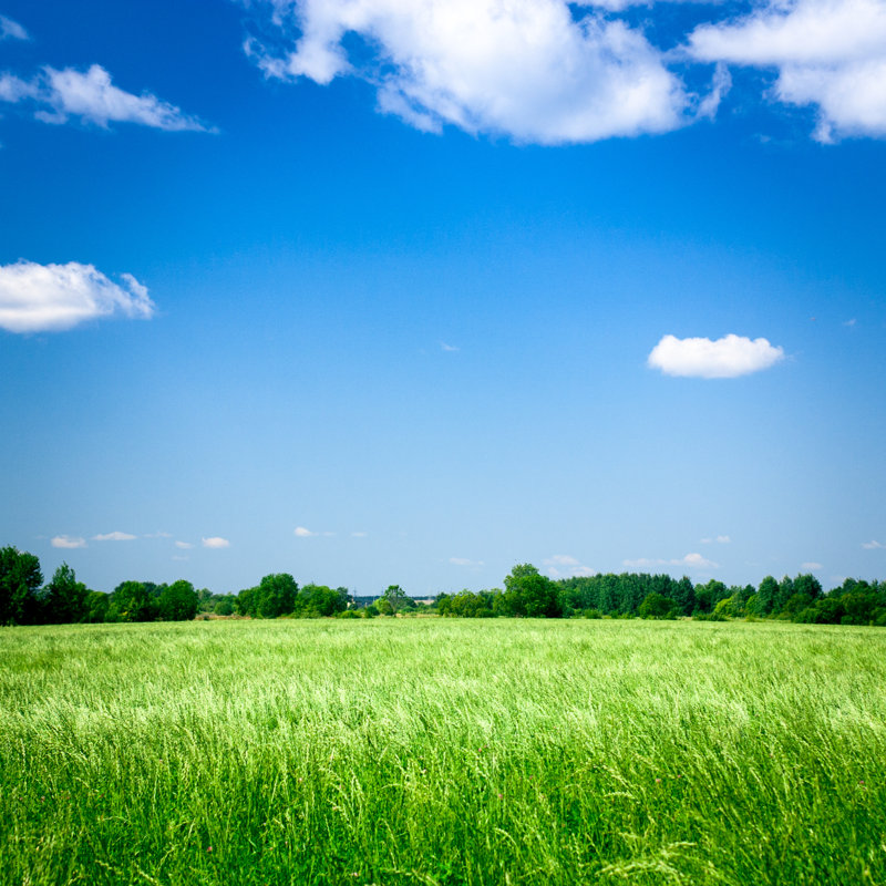Flower Field - Photographie sur toile tendue, H 12 po x l 12 po