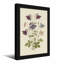 Plantes et fleurs Columbine en différentes couleurs et étapes-74006091-74006092-74006095