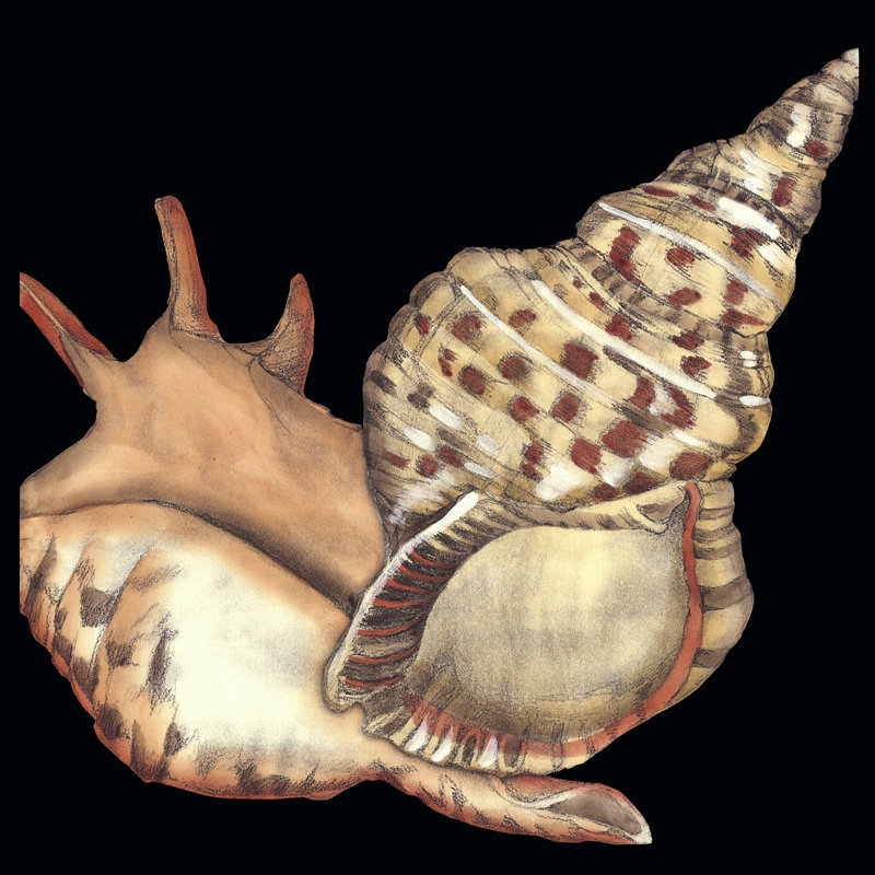 Tandem Shells II by Jennifer Goldberger - Wrapped Canvas Print, 122cm H x 122cm W x 3.8cm D