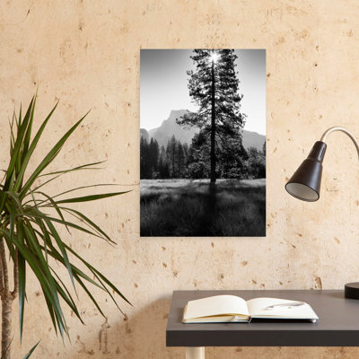 Sun Behind Pine Tree Half Dome Yosemite Valley California Usa Tranquil Abstract Contemporary Pine Tree Forest Landscape Art