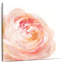 Garden Rose On White-109222332