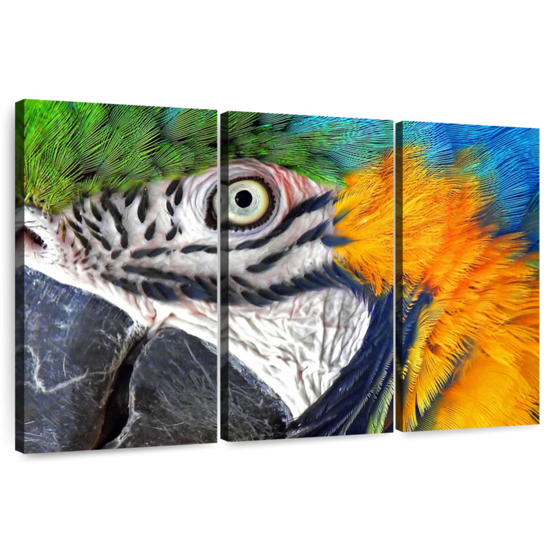 Brampt Macaw Eye, 32" H x 50" W