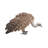 Medium Vulture