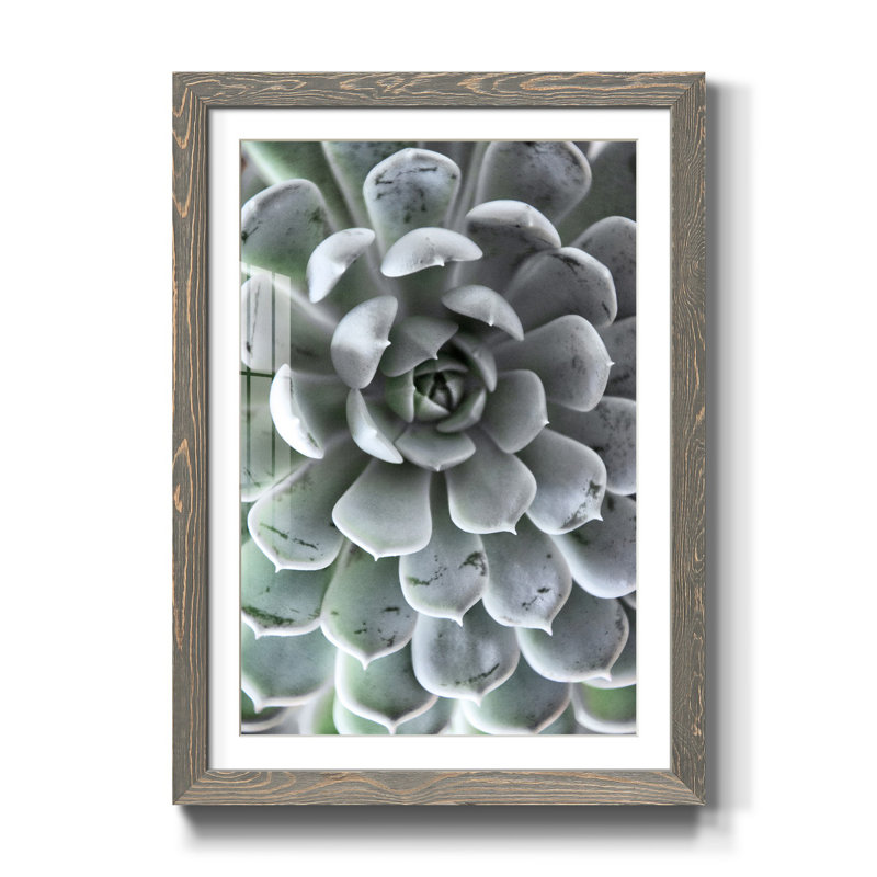 Zen Succulent III - reproduction de photo sur papier encadrée, H 37,5 po x l 27,5 po x P 1,5 po, gris