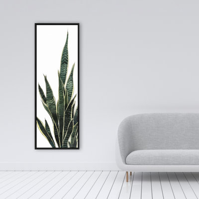 " Snake Plant "
