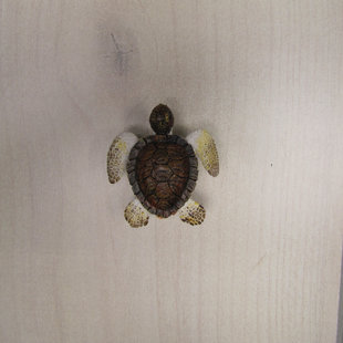 5/1 Length Novelty Knob