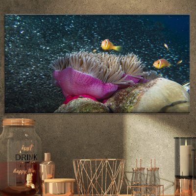 «Clownfish Hosting the Pink Anemone», reproduction de photo sur toile tendue