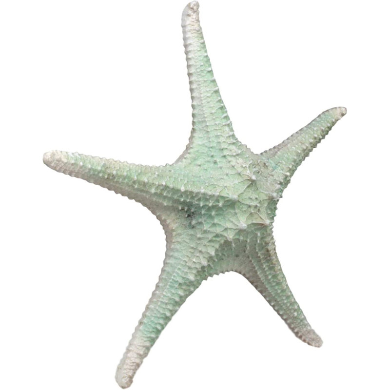 Grande statue de coquillage Coplin Ebros