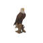 Statue aigle à tête blanche sur souche-23542753