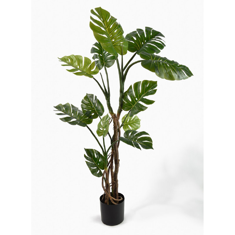 Arbre Philodendron divisé en pot