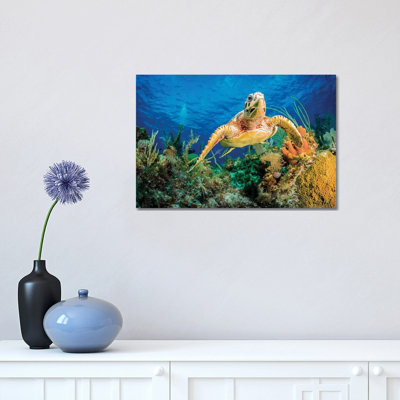 Hawksbill Turtle Swimming Through Caribbean Reef by Jan Abadschieff - Wrapped Canvas Print