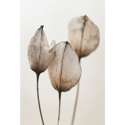 «Faded Petal Trio» par Treechild - Art mural floral