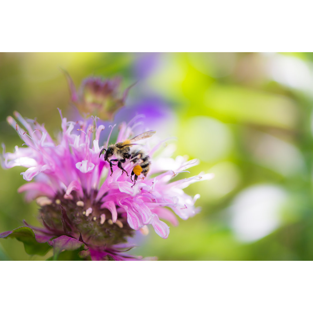 Biene auf der Blüte - Fotografie ohne Rahmen auf Leinwand