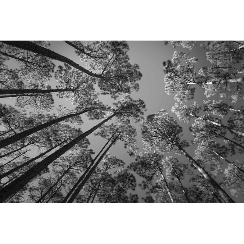 Pine Forest, Black, 24" H x 32" W