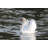 Swan Lake by Nikonphotog - Wrapped Canvas Print-1668285441