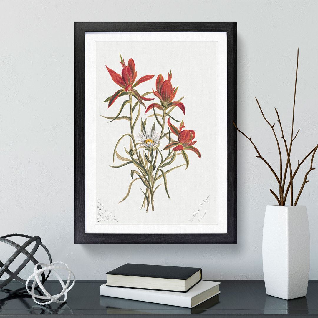 Indian Paintbrush by Mary Vaux Walcott - Picture Frame Painting