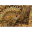 Wool Oriental Rug