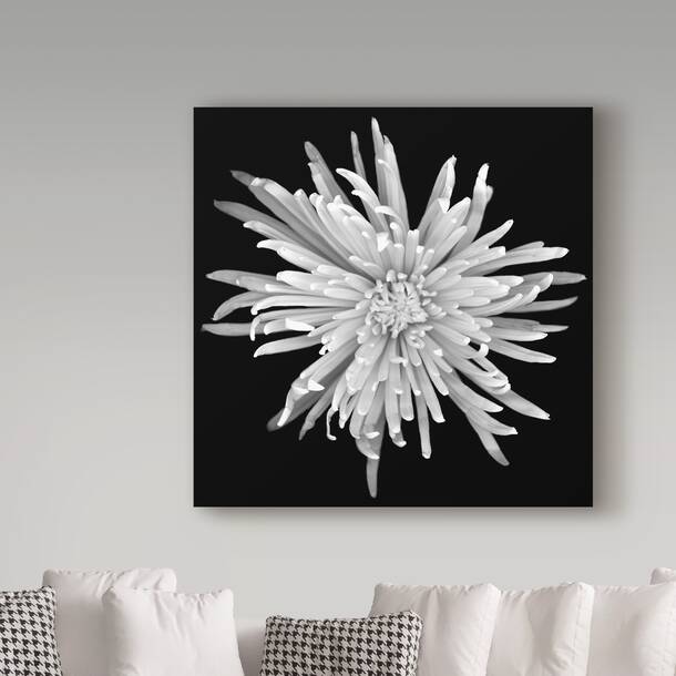 Trademark Art Susan S. Barmon White Calla 2 Black And White On Canvas ...
