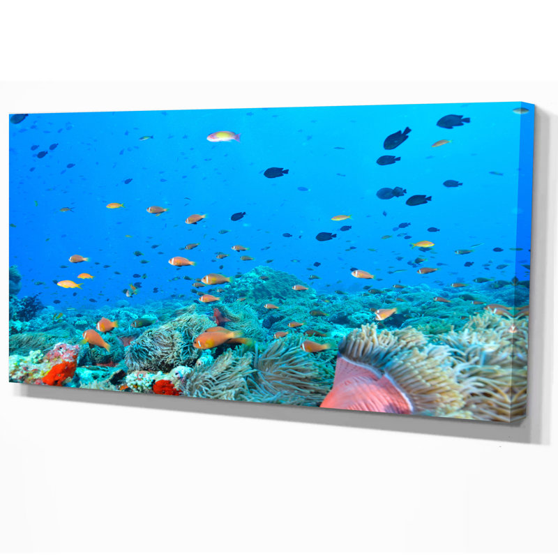 « colonie of maldives anemone fish », impression, H 16 po x l 32 po x P 1 po, Toile tendue