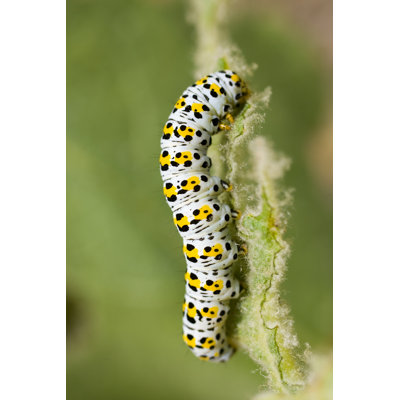 " Eight Moth Caterpillar " by Dmbaker