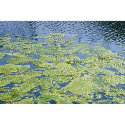 " Algae " by Alexeys