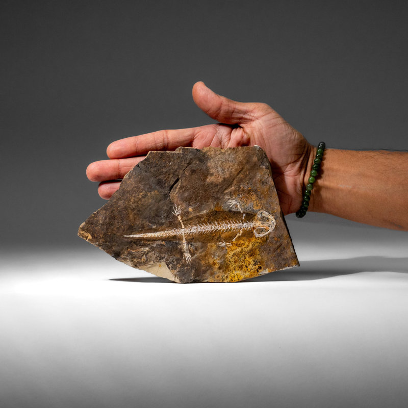 Genuine Liaoxitriton Fossil Plate (199.5 Grams)