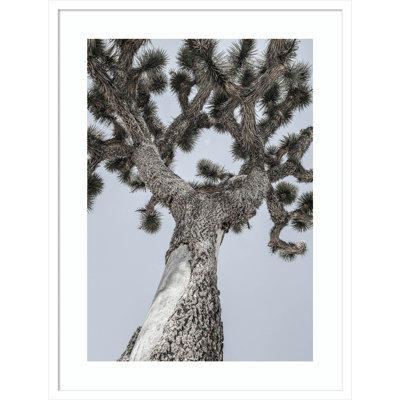 Daisey "Joshua" Print by Shot by Clint