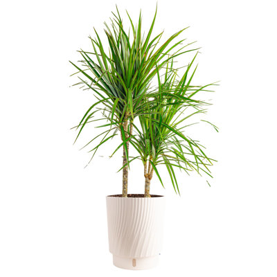 Dracaena Plant in Basket