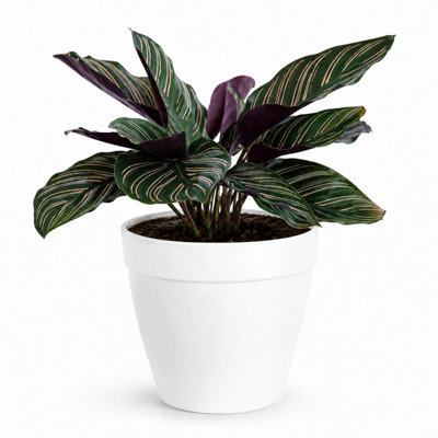 Live Pinstripe Calathea in Decorative Planter