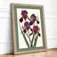 Purple Iris Study Botanical - Framed Print-457243508-457243511