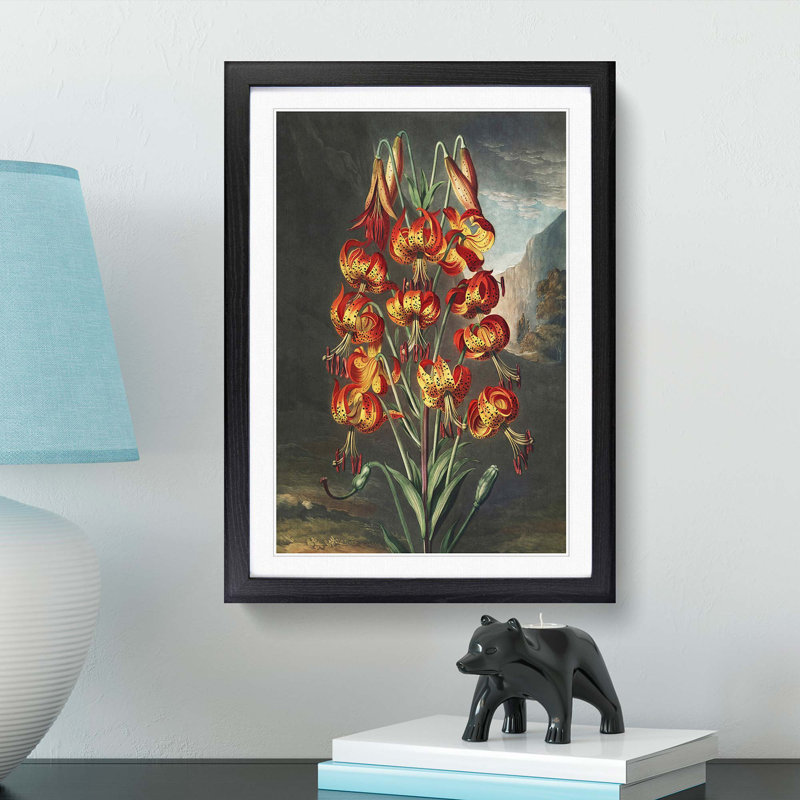 The Superb Lily by R.J. Thornton - Picture Frame Painting Print, 65cm H x 48cm W x 2cm D, Black Framed