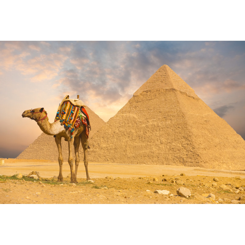 " Camel Standing " by Pius99, 12" W x 8" H