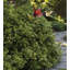 Piquet de jardin en métal Hummingbird Flower-1690802842