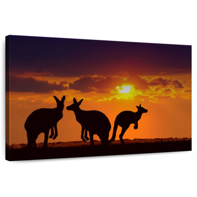 Safari kangourous au coucher du soleil