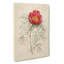 Peony Flower by Pierre-Joseph Redoute - Wrapped Canvas Print-55323956