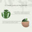Zamioculcas de 99 cm (39 po) en céramique mate de couleur terre cuite moyenne-1409966229