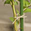 Amaya Support à plante-408462814