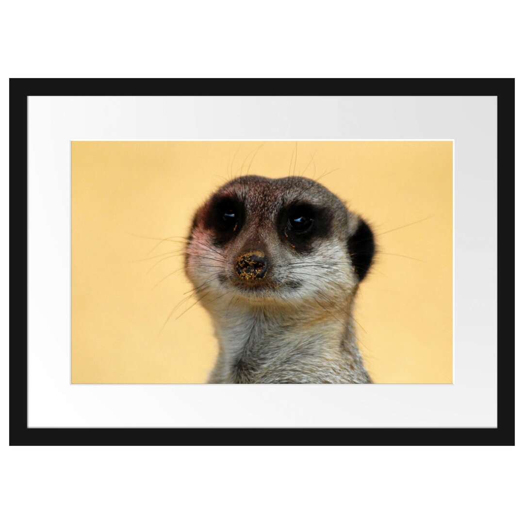 Gerahmtes Poster Small Cheeky Meerkat