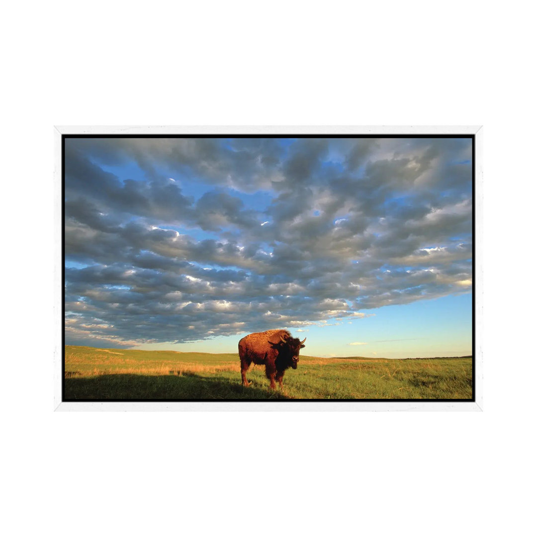 A Bison At The Fort Niobrara National Wildlife Refuge In Nebraska Near Valentine, Nebraska von Joel Sartore - Gallery-Wr...