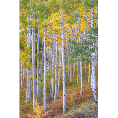Aspen Tree in Autumn by Kencanning