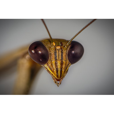 Emellie " Praying Mantis " by Ribeirodossantos