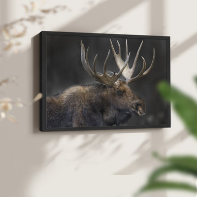 Moose Portrait -Framed Print - Restickable