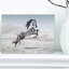 Photographie d'un cheval blanc au galop-35105337-35105343