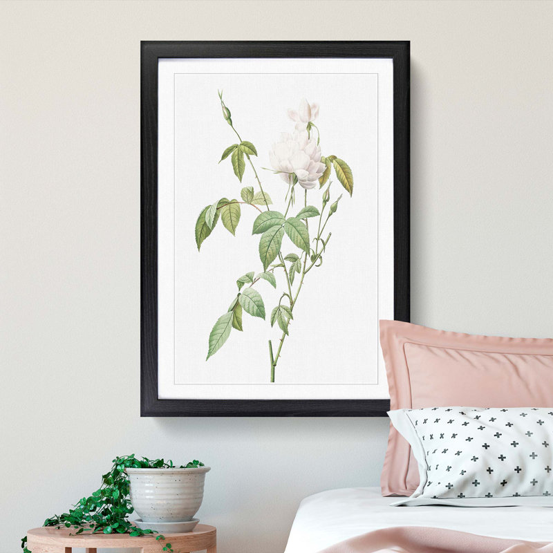 Bengal Rose in White by Pierre-Joseph Redoute - Framed Print, 33cm H x 24cm W x 2cm D, Black Framed